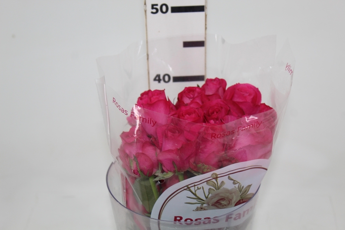 <h4>ROSA IVY 040 CM ESTUFA</h4>