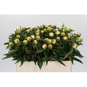 Paeonia Duchesse De Nemours