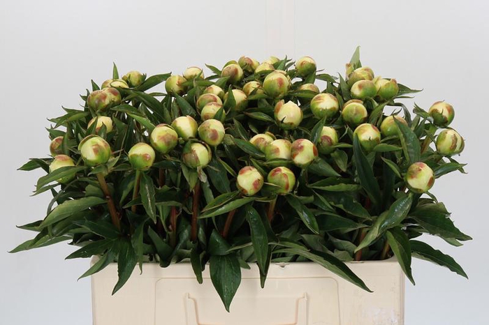 <h4>Paeonia Duchesse De Nemours</h4>