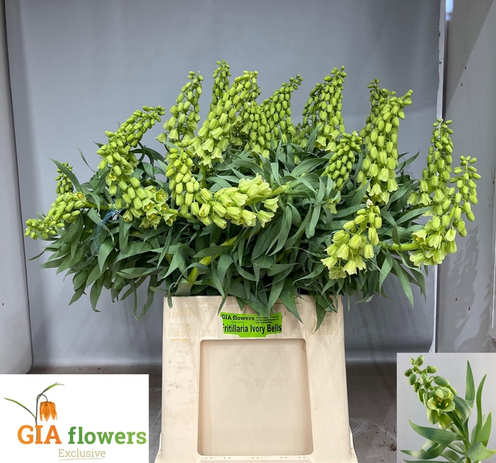 <h4>FRIT IVORY BELLS</h4>