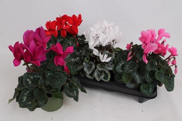 <h4>CYCL GR SUP MAMMOTH</h4>