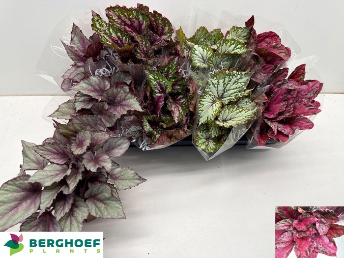 <h4>BEG BEL GEM</h4>