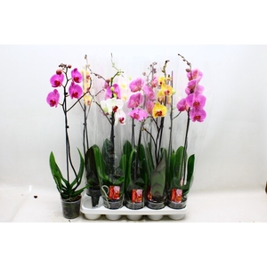 PHAL GEM
