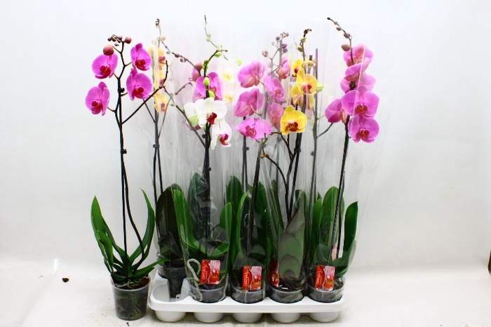 <h4>PHAL GEM</h4>