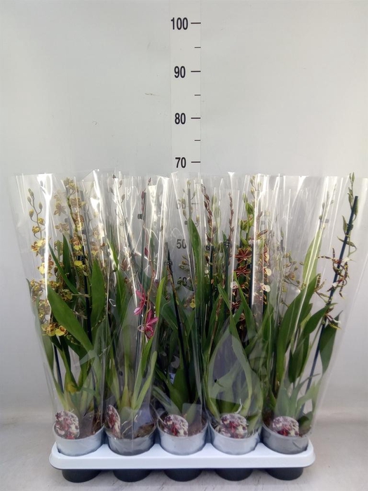 <h4>Cambria   ...mix</h4>