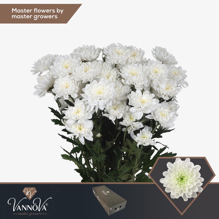 <h4>Chr T Altaj</h4>