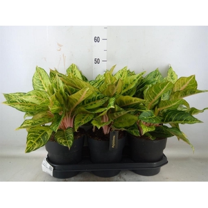 Aglaonema   ...