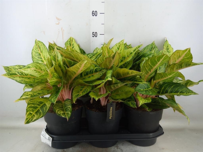 <h4>Aglaonema ...</h4>