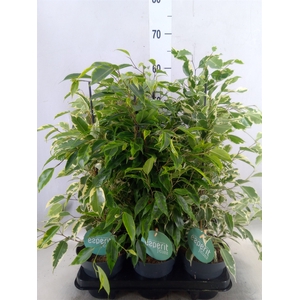 Ficus benja.   ...mix