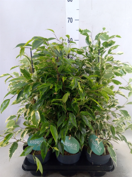 <h4>Ficus benja.   ...mix</h4>