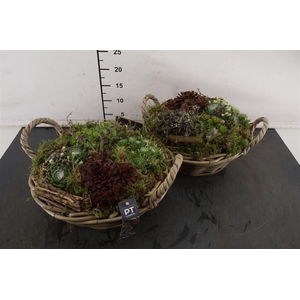 * Arr Mand Sempervivum 33 Cm.