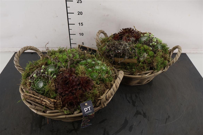 <h4>* Arr Mand Sempervivum 33 Cm.</h4>
