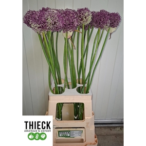 ALLIUM SUMMER STAR