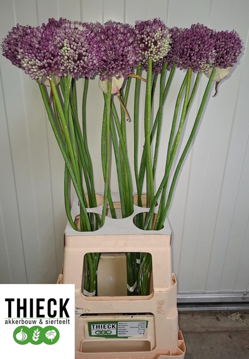 <h4>ALLIUM SUMMER STAR</h4>