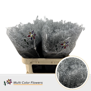 Thlaspi Zilver