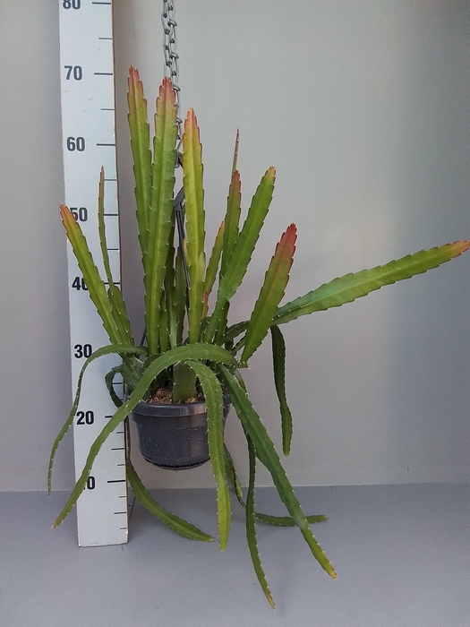 <h4>Epiphyllum Red tip</h4>
