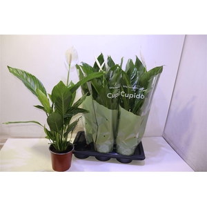 arr8 Spath Bingo Cupido