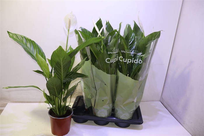 <h4>arr8 Spath Bingo Cupido</h4>