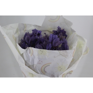 FLOR DE PRIMAVERA DESIDRATADA LILÁS