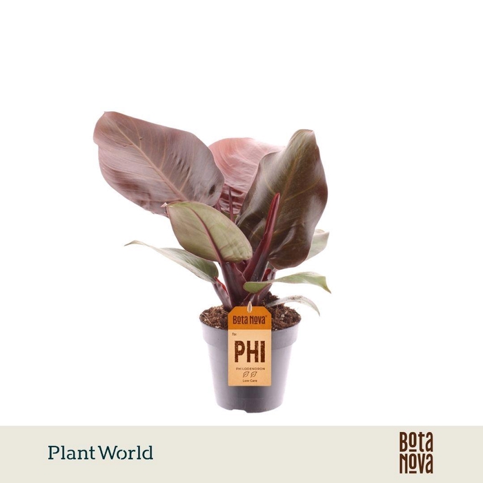 <h4>Philodendron Cherry red</h4>