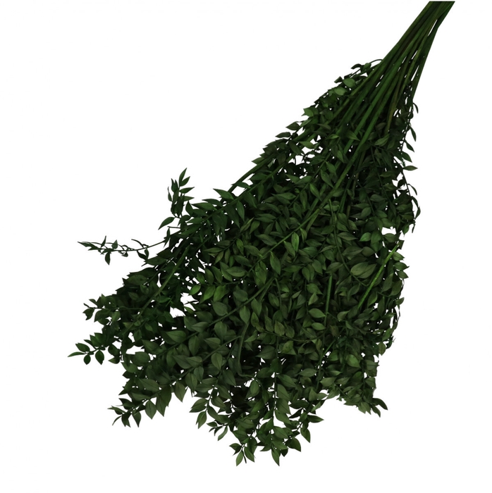 Droogbloem Ruscus 65cm 110g