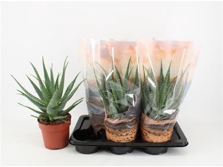 <h4>Aloe Arborescens</h4>