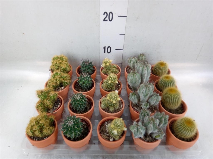 <h4>Cactus ...mix 5</h4>