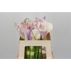 Zantedeschia Eydolls Purple White