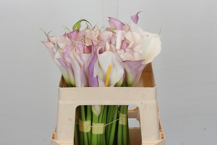 Zantedeschia Eydolls Purple White