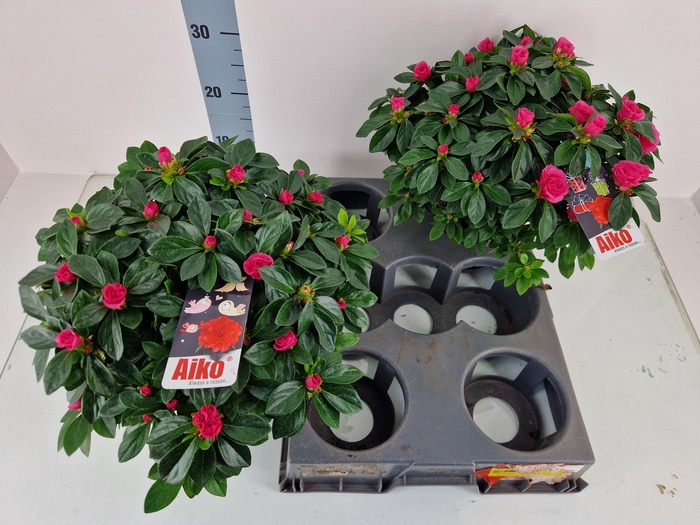 <h4>RHODO SI AIKO PINK</h4>