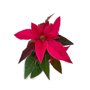 Princettia DarkPink