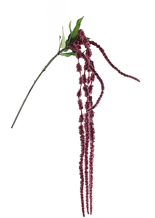 <h4>Amaranthus Pink Dark</h4>