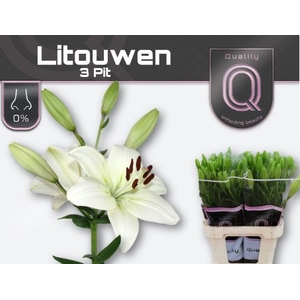 Li La Litouwen 3 Kop Qualily