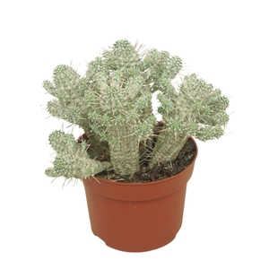 Euphorbia mammillaris