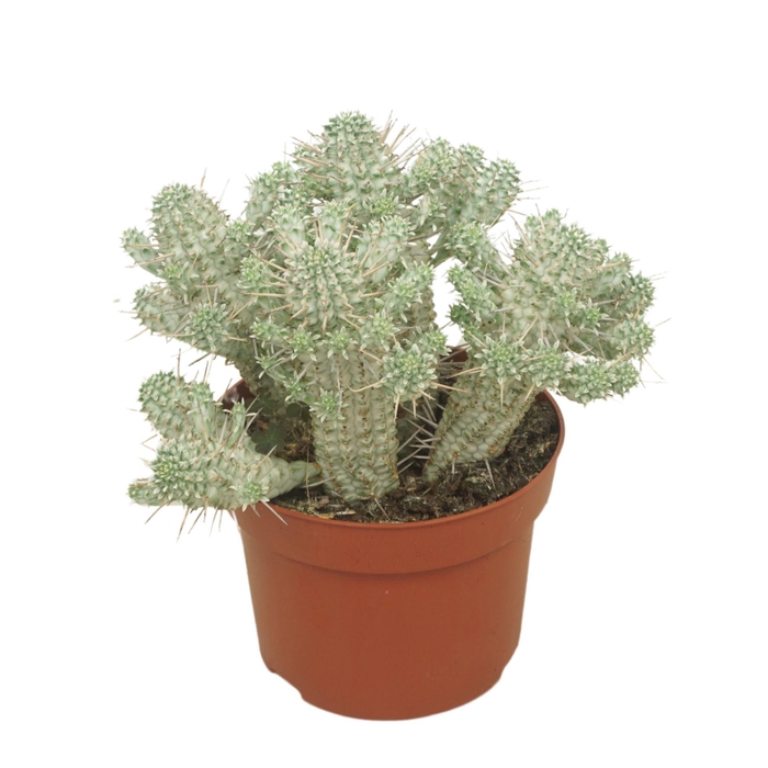 <h4>Euphorbia mammillaris</h4>
