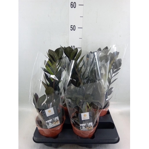 Zamioculcas zamiifolia 'Dowon'