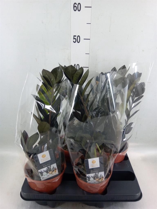 <h4>Zamioculcas zamiifolia 'Dowon'</h4>