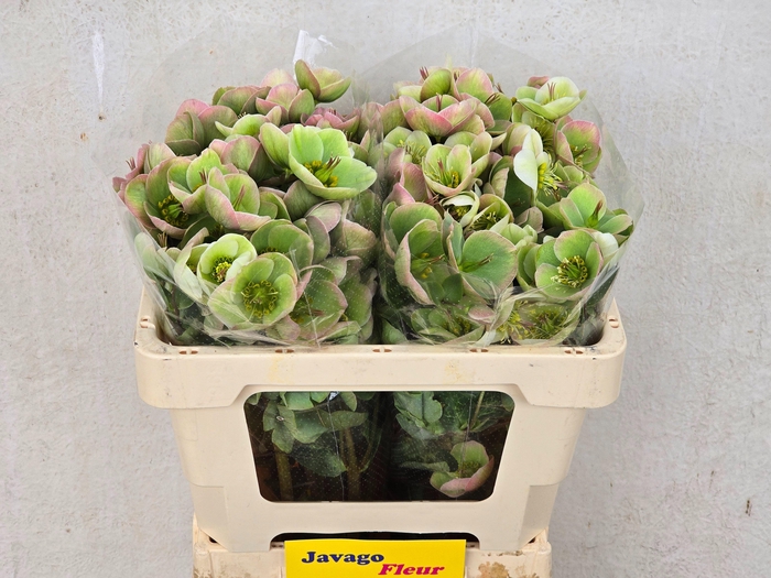 <h4>HELL FRK MOONDANCE</h4>