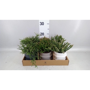Rhipsalis   ...mix