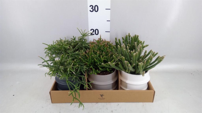 <h4>Rhipsalis   ...mix</h4>
