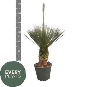 YUC ROSTRATA