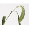 SETARIA IT SANNEYARA
