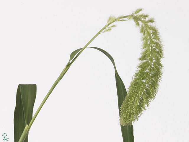 SETARIA IT SANNEYARA
