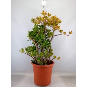 Crassula   ...