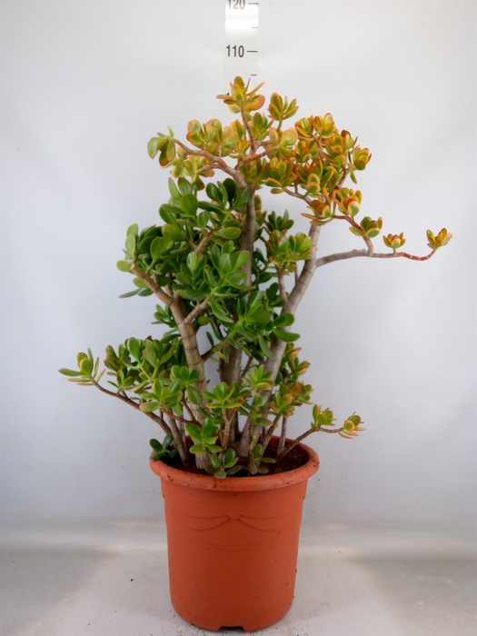 <h4>Crassula   ...</h4>