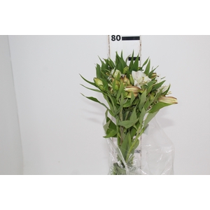 ALSTROEMERIA WHITNEY 080 CM