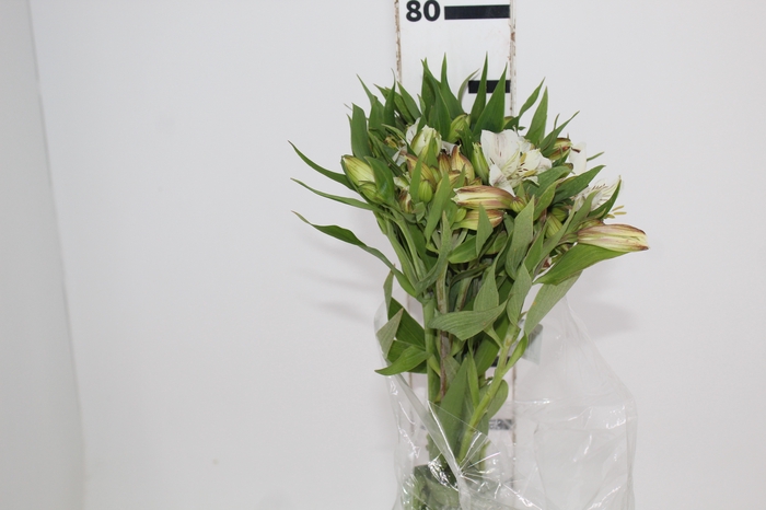 <h4>ALSTROEMERIA WHITNEY 080 CM</h4>