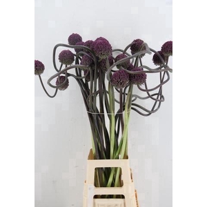 ALLIUM OV