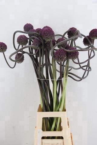 <h4>ALLIUM OV</h4>