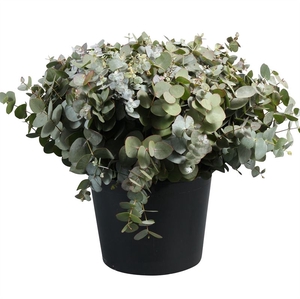 EUC. CINEREA KORT X 20